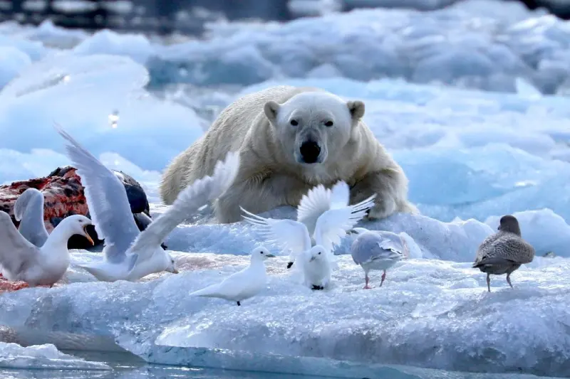 Bild från Svalbard